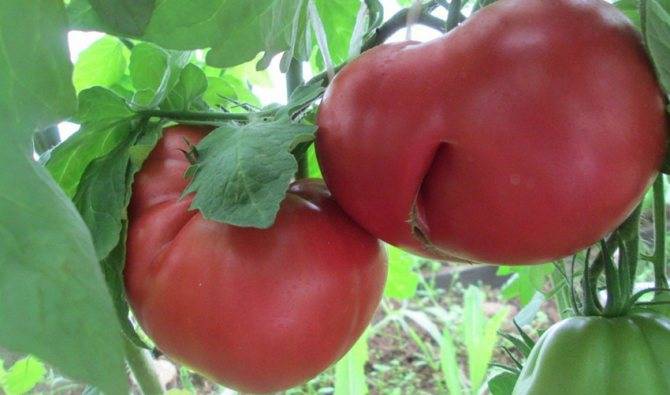 ᐉ помидоры "паленка": фото и описание гибридного сорта томата - orensad198.ru