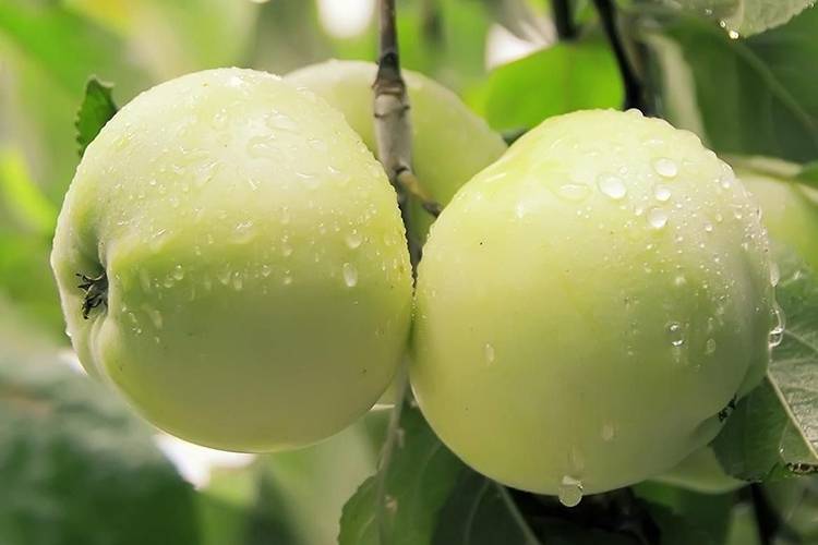 Сорт яблок антоновка, описание, характеристика и отзывы, а также особенности выращивания