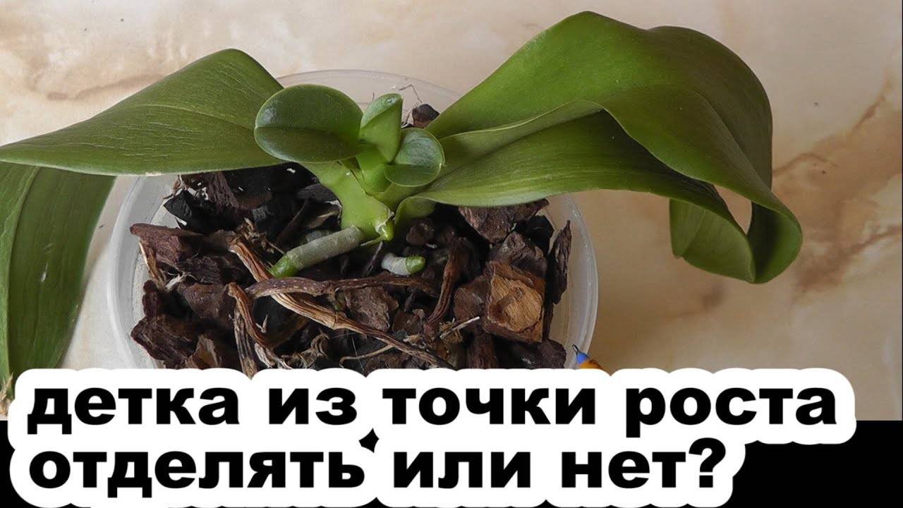 Как правильно отсадить детку орхидеи фаленопсис