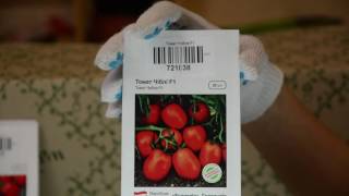 Томат чибли: описание гибридного сорта, его выращивание с фото