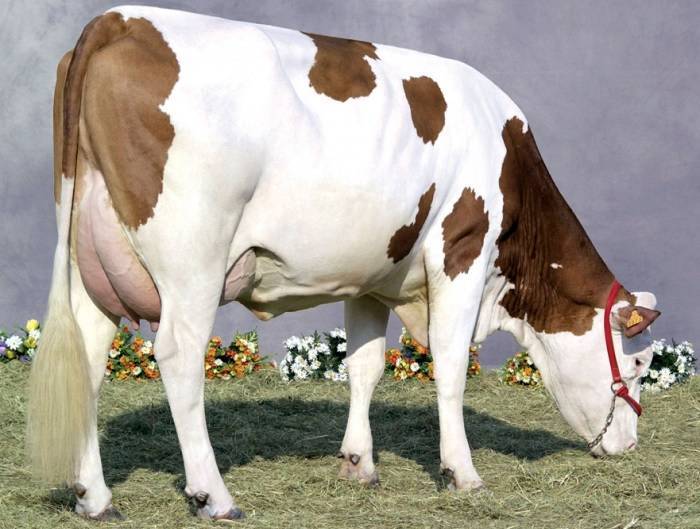 Рацион коровы на день в таблицах: правильный рацион дойных и стельных коров