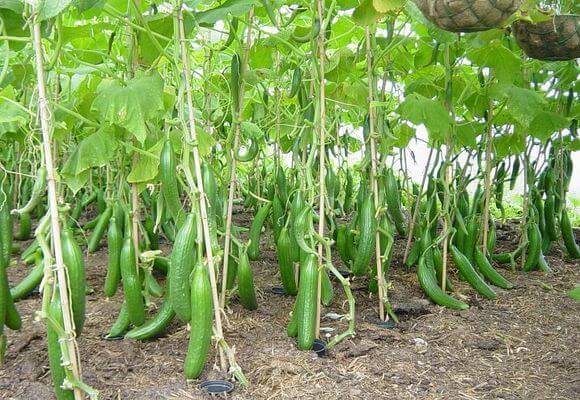 Выращивание баклажанов в открытом грунте от посева семян до сбора урожая