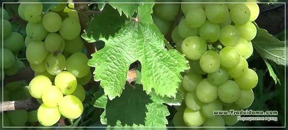 Винные сорта винограда: лучшие сорта с описанием и фото