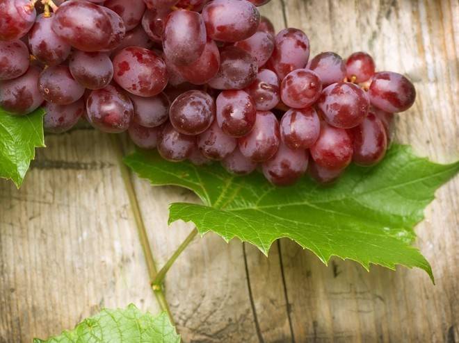 Гибрид винограда кеша — описание и характеристики