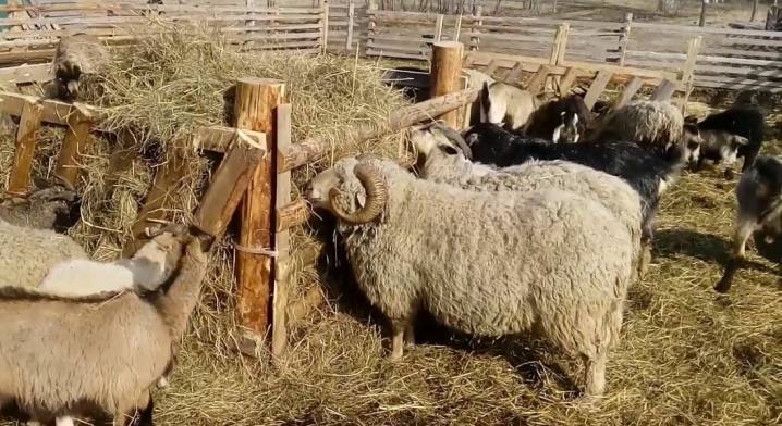 Особенности разведения овец для начинающих — подготовка, уход в домашних условиях, советы