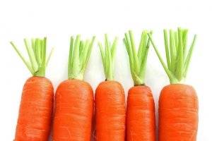 Сорта моркови для сибири