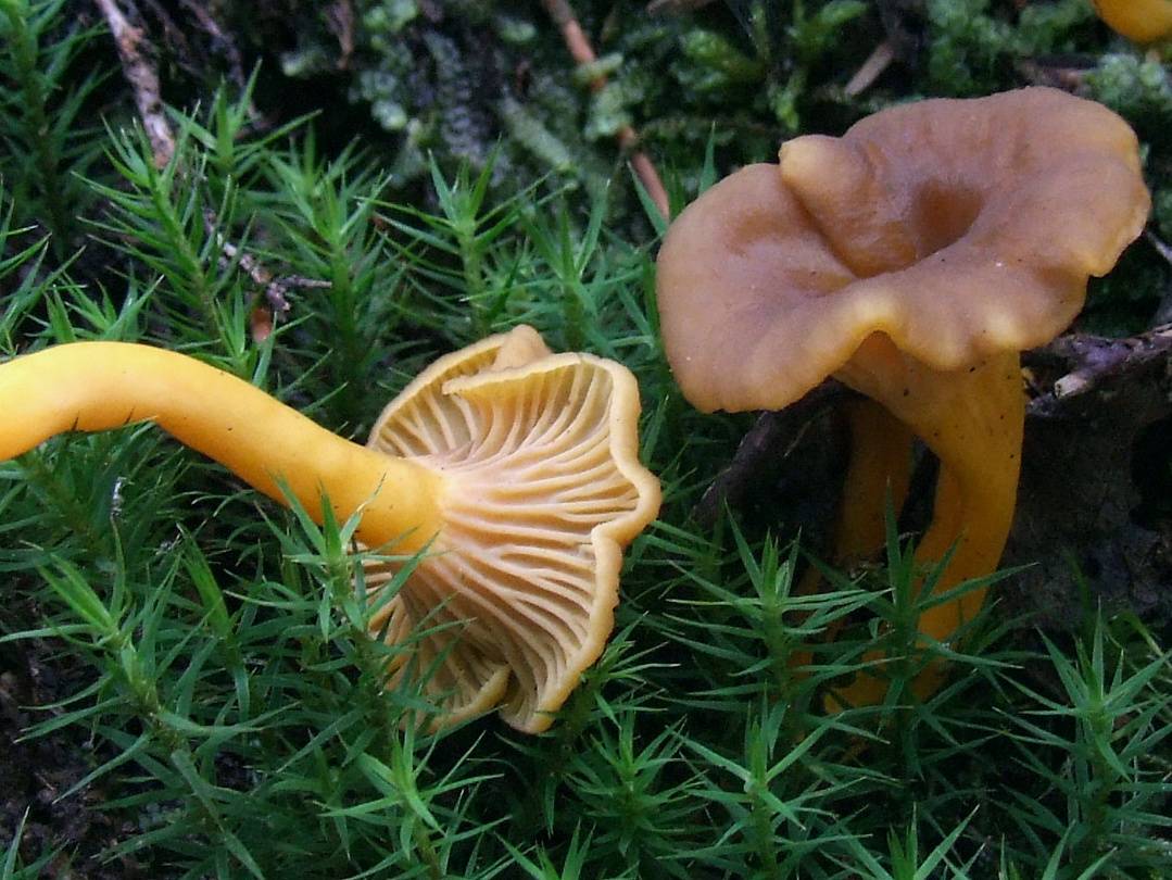 Съедобные грибы | польский гриб | дубовик | маслята | моховики
