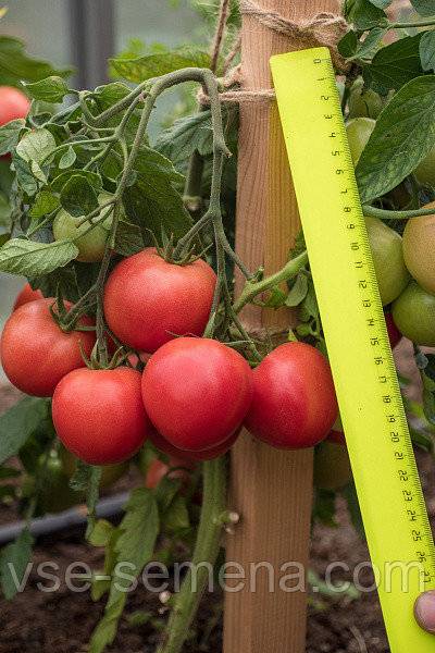 Описание томата Лимеренс — как поднять урожайность