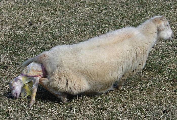 ᐉ беременность у овец: как определить, сколько длится, роды у овцы - zooon.ru