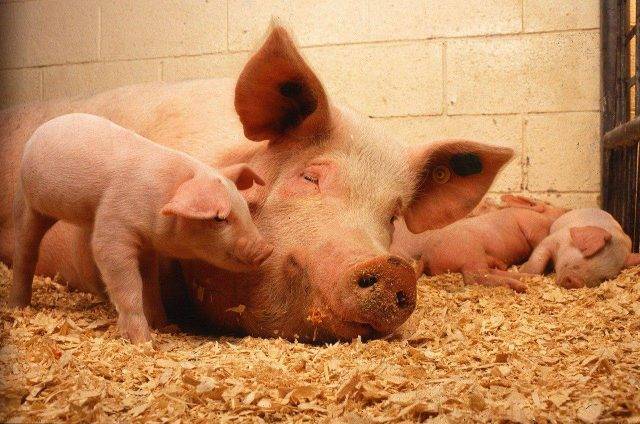 Глисты у свиней: симптомы и лечение в домашних условиях народными средствами и препаратами