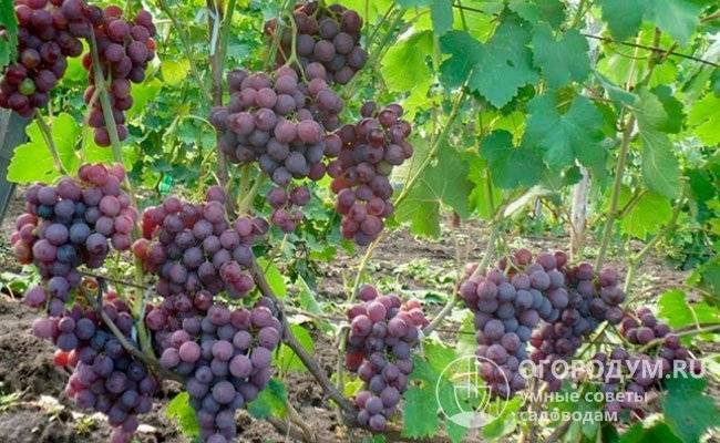 Сорт винограда "рошфор": описание, фото, посадка и уход