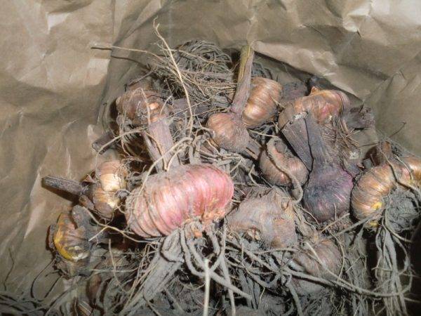 Как и когда убирают луковицы гладиолусы осенью и как их хранить — пошаговая инструкция
