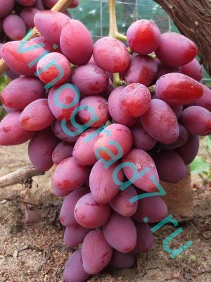 Виноград талдун - описание сорта