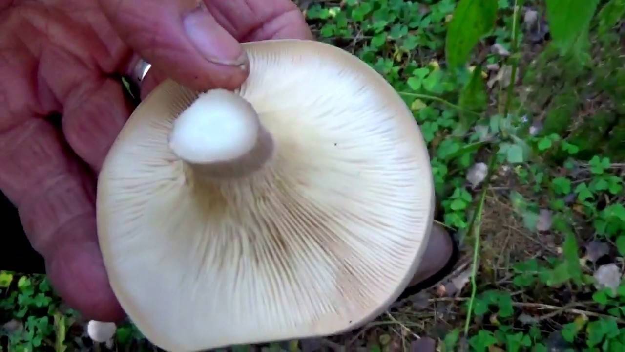 Рядовка бело-коричневая: съедобная или нет, фото и описание гриба tricholoma albobrunneum