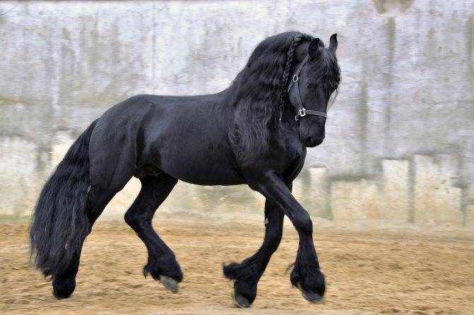 Фризские лошади: история, внешний вид, характер, уход, фото
