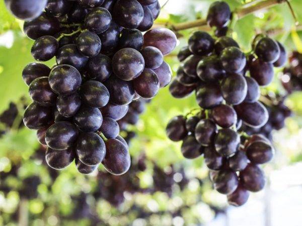 Польза и вред винограда при заболеваниях и диетах