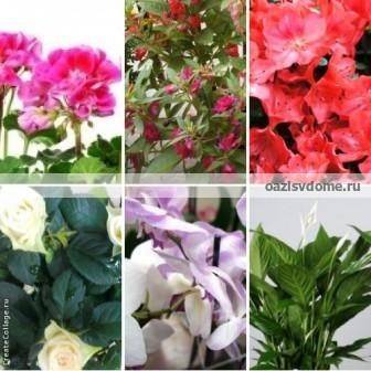 Самые красивые комнатные растения (фото и названия), домашние цветущие растения и цветы в горшках для дома