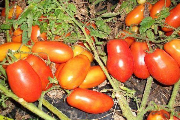 Томат чибис — описание сорта, отзывы, урожайность