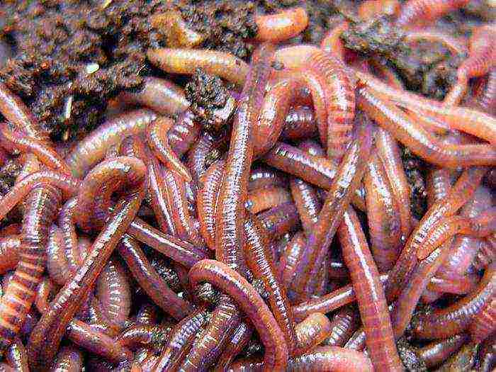 Как разводить червей в домашних условиях