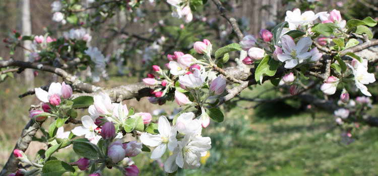 Подкормка яблони весной: схема + видео