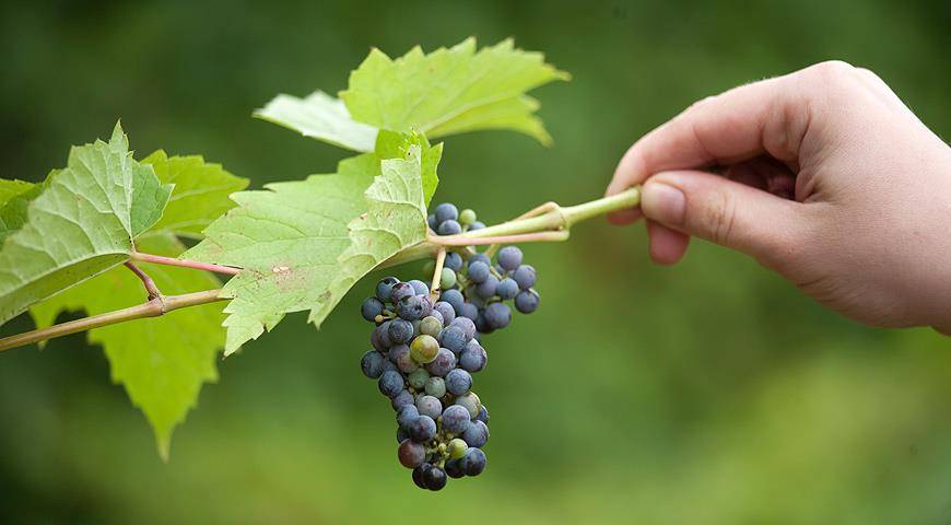 Виноград аттика: отзывы, фото, описание сорта, выращивание, посадка и уход, урожайность