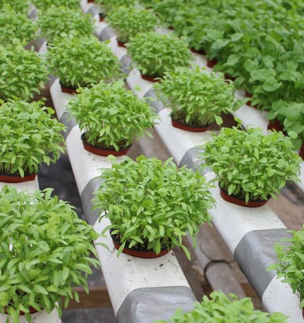 Гидропонная установка для выращивания зелени в домашних условиях