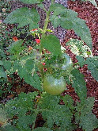 Желтеют листья у рассады томатов: что делать и какие причины