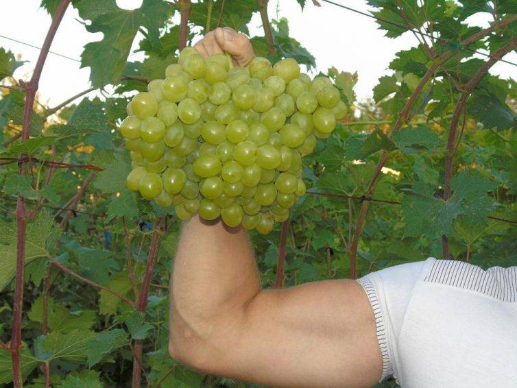 Получение новых сортов винограда путем гибридизации - страница 4