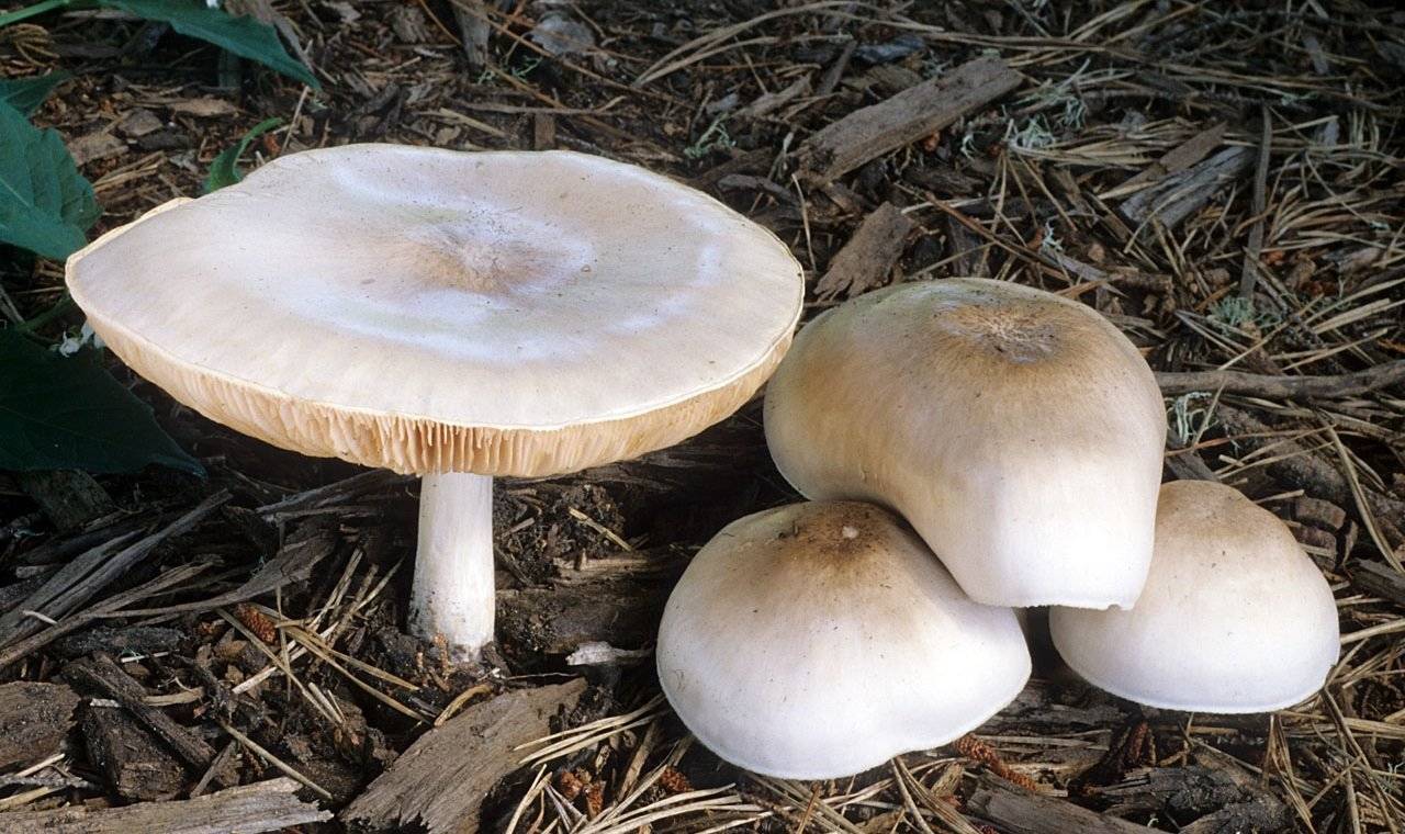 Плютей умбровый – горький, но съедобный гриб