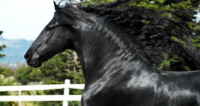 Фризская и голландская лошадь: особенности породы