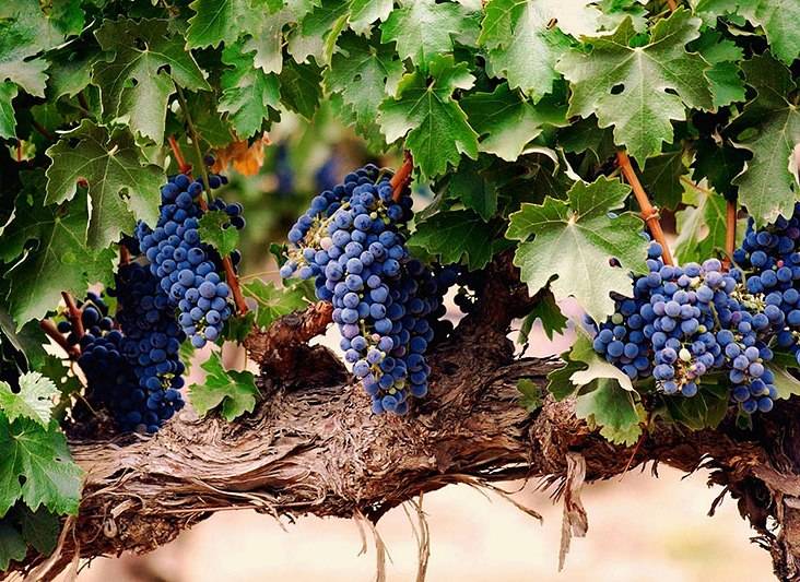 Подкормка винограда весной, чем лучше удобрять, в том числе в краснодарском крае, подмосковье и других регионах