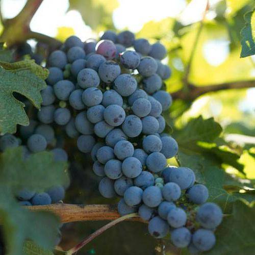 Правильный полив для хорошего урожая винограда