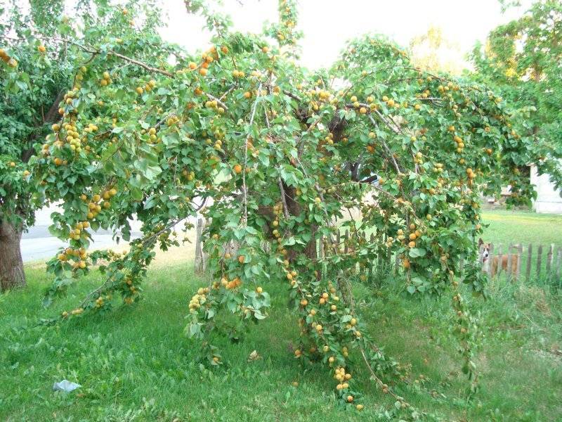 Выращивание ананасного абрикоса в открытом грунте