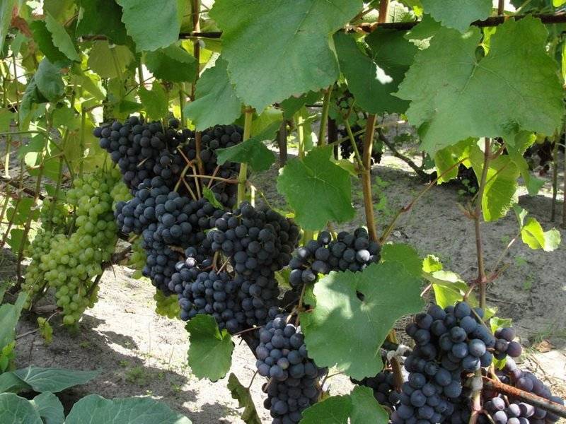 Лучшие сорта винограда для средней полосы россии: винные (технические) и столовые, ранние, среднеспелые и позднеспелые, сладкие