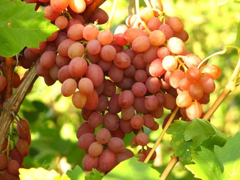 Сорт винограда кишмиш лучистый — описание, фото, отзывы.
