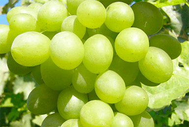 Виноград плевен - сорта винограда, столовые | описание, советы, отзывы, фото и видео