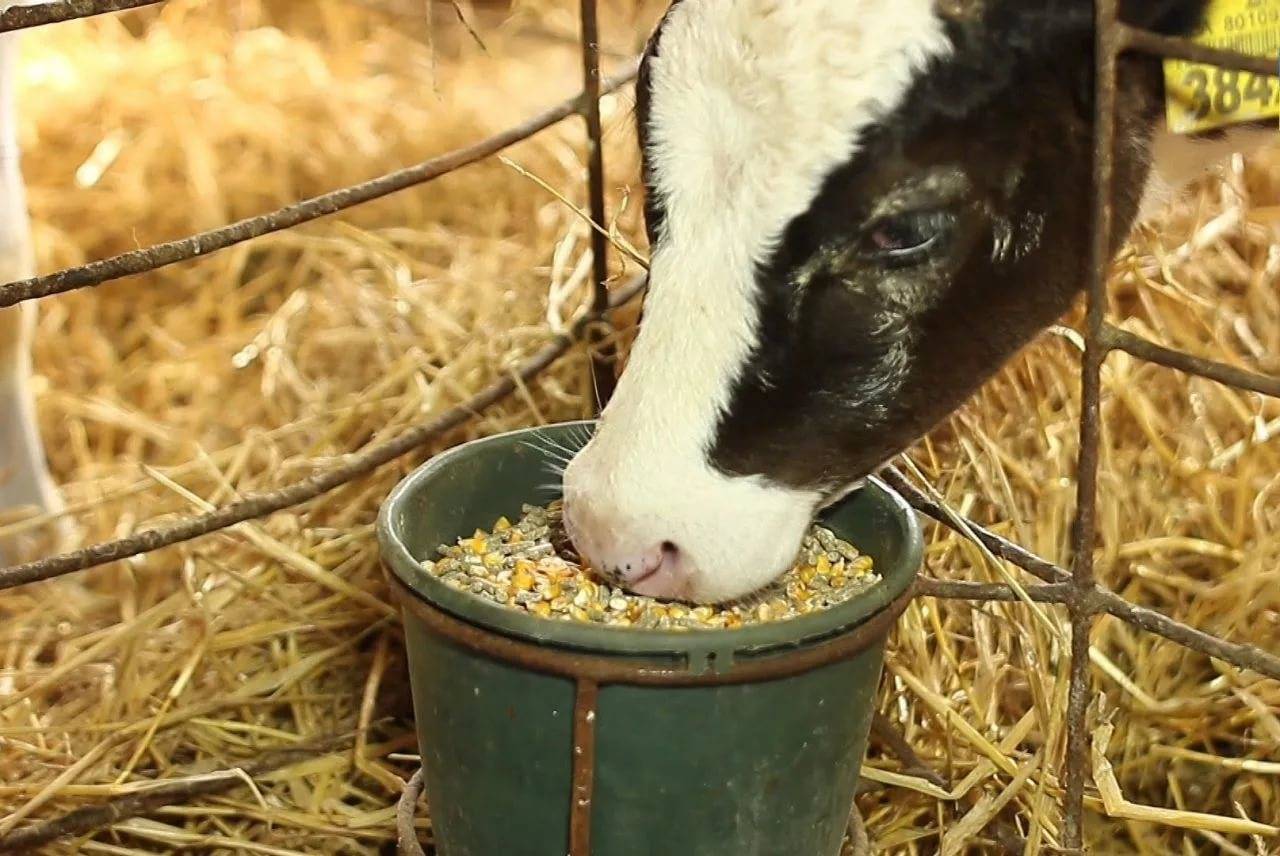 Особенности и нормы кормления коров