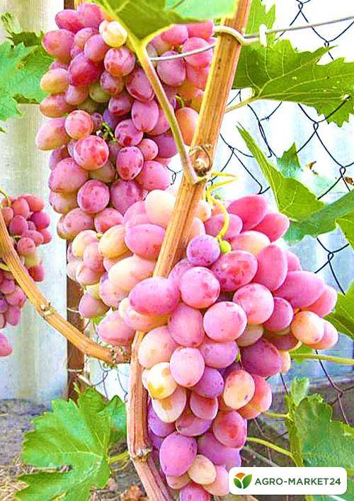 Виноград галахад: описание сорта с характеристикой и отзывами, особенности посадки и выращивания, фото