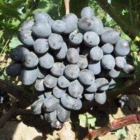 Виноград галия: описание сорта, фото и отзывы садоводов - журнал "совхозик"