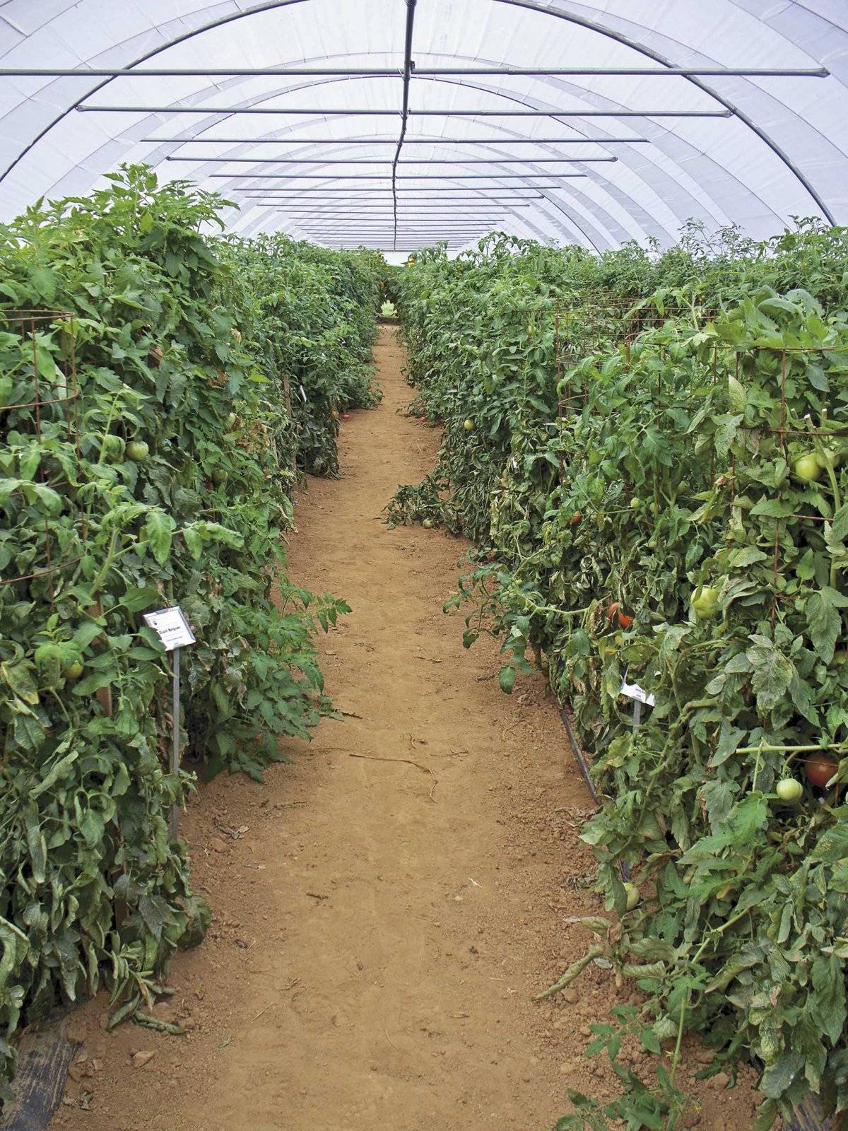 Фитофтора на помидорах, как бороться народными средствами - в теплице