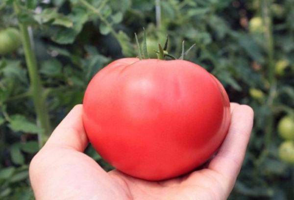 Абаканский розовый томат: характеристика и описание сорта, преимущества и недостатки