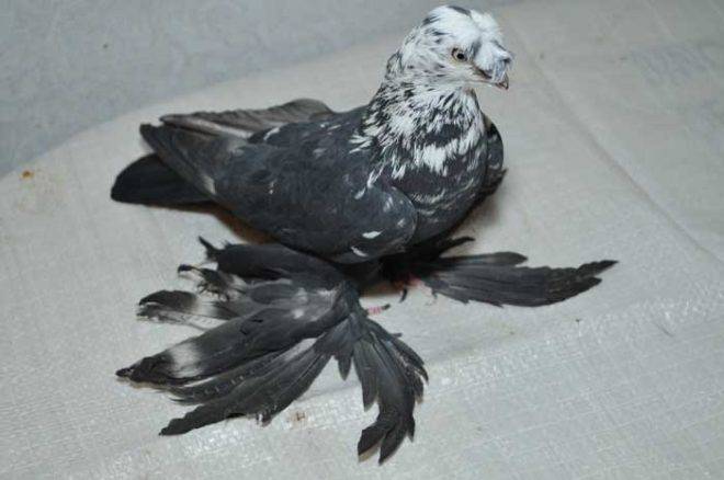 Бакинские бойные голуби: фото, описание, характеристика
