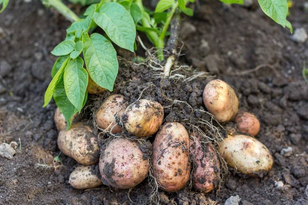 Подкормка картофеля при посадке: какие удобрения можно положить в лунки