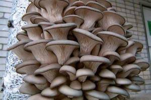 Домашние вешенки - технология выращивания и оптимальные условия для грибов