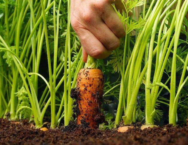Какими народными средствами можно подкормить морковь и как это сделать? чем пользоваться не рекомендуется?