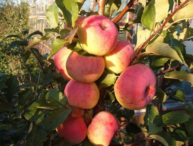 Описание яблони сорта «Услада»: посадка, фото, отзывы