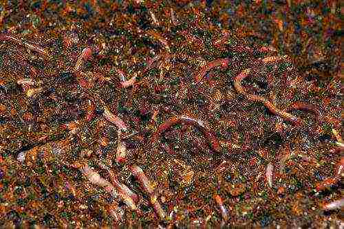 Красный калифорнийский червь | мир животных и растений