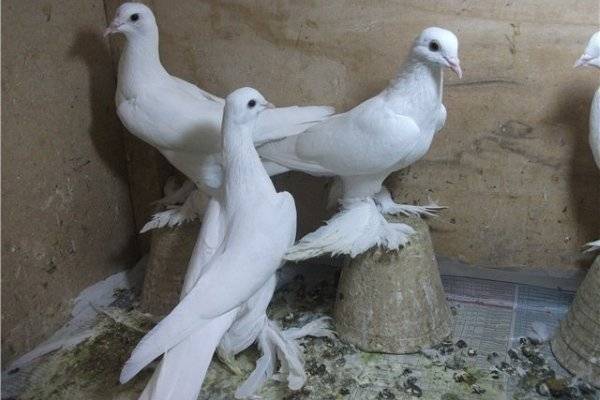 Бакинские бойные голуби: фото, описание, характеристика — selok.info