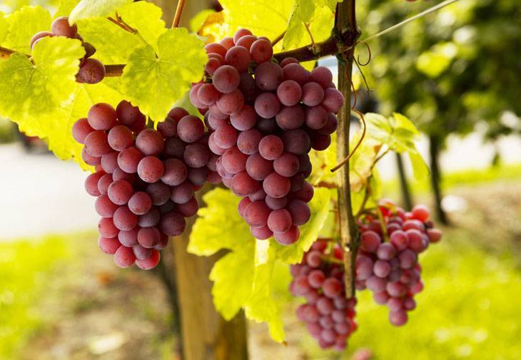 Как хранить виноград в домашних условиях всю зиму