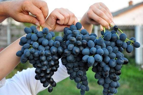 Виноград молдова: описание сорта, фото, отзывы